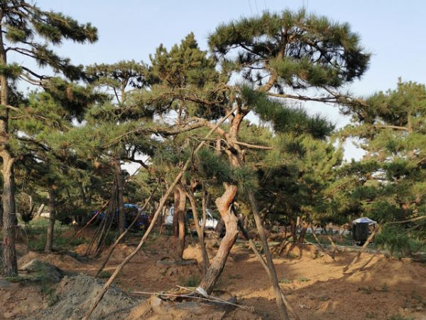 關(guān)于造型油松的移栽你應(yīng)該知道多少